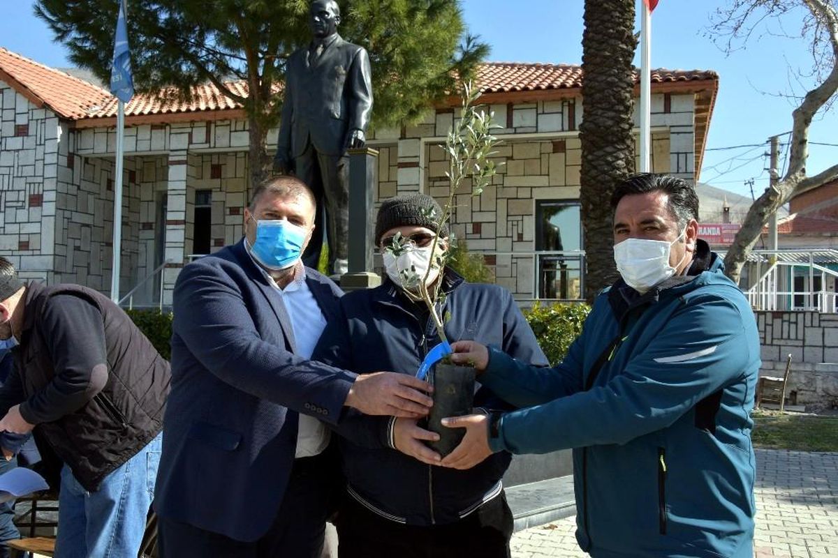Aliağa\'da 684 üreticiye 17 bin 100 adet zeytin fidanı dağıtıldı