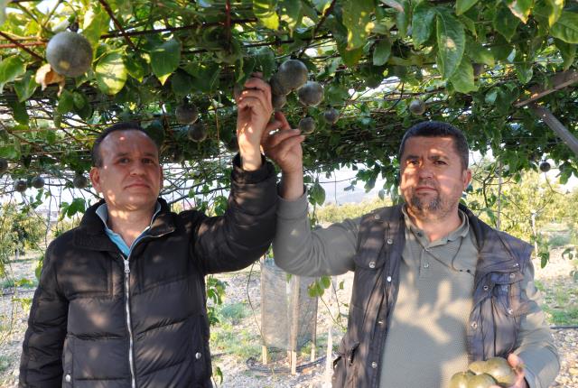 Antalya'da 20 dekar alana passiflora meyvesi eken çiftçi, 3 milyon lira kazanacak