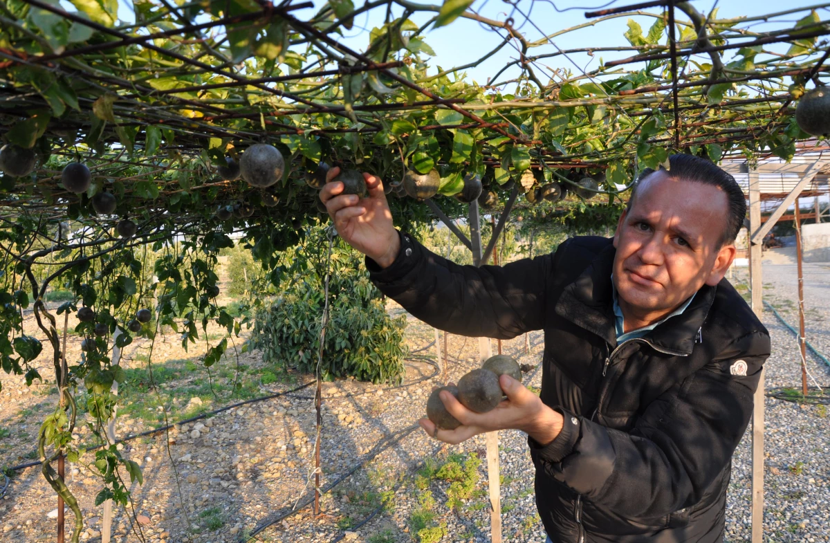 Antalya\'da 20 dekar alana passiflora meyvesi eken çiftçi, 3 milyon lira kazanacak