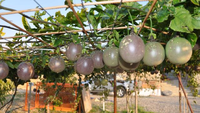 Antalya'da 20 dekar alana passiflora meyvesi eken çiftçi, 3 milyon lira kazanacak