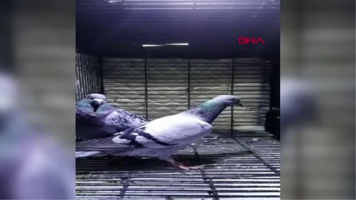 BURSA SMA hastası Eda bebek için güvercin sattılar