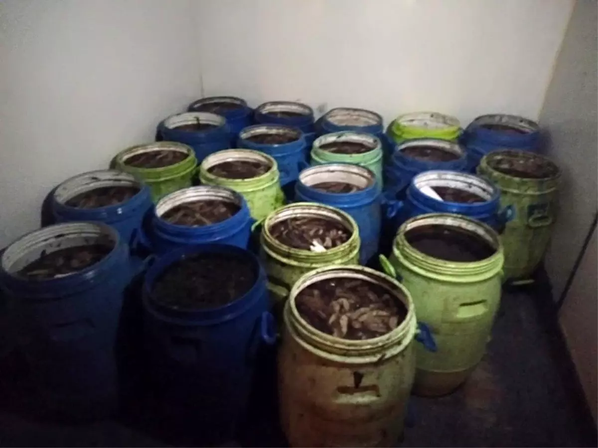 İzmir\'de kaçak avlanan deniz patlıcanı ve kum midyesi