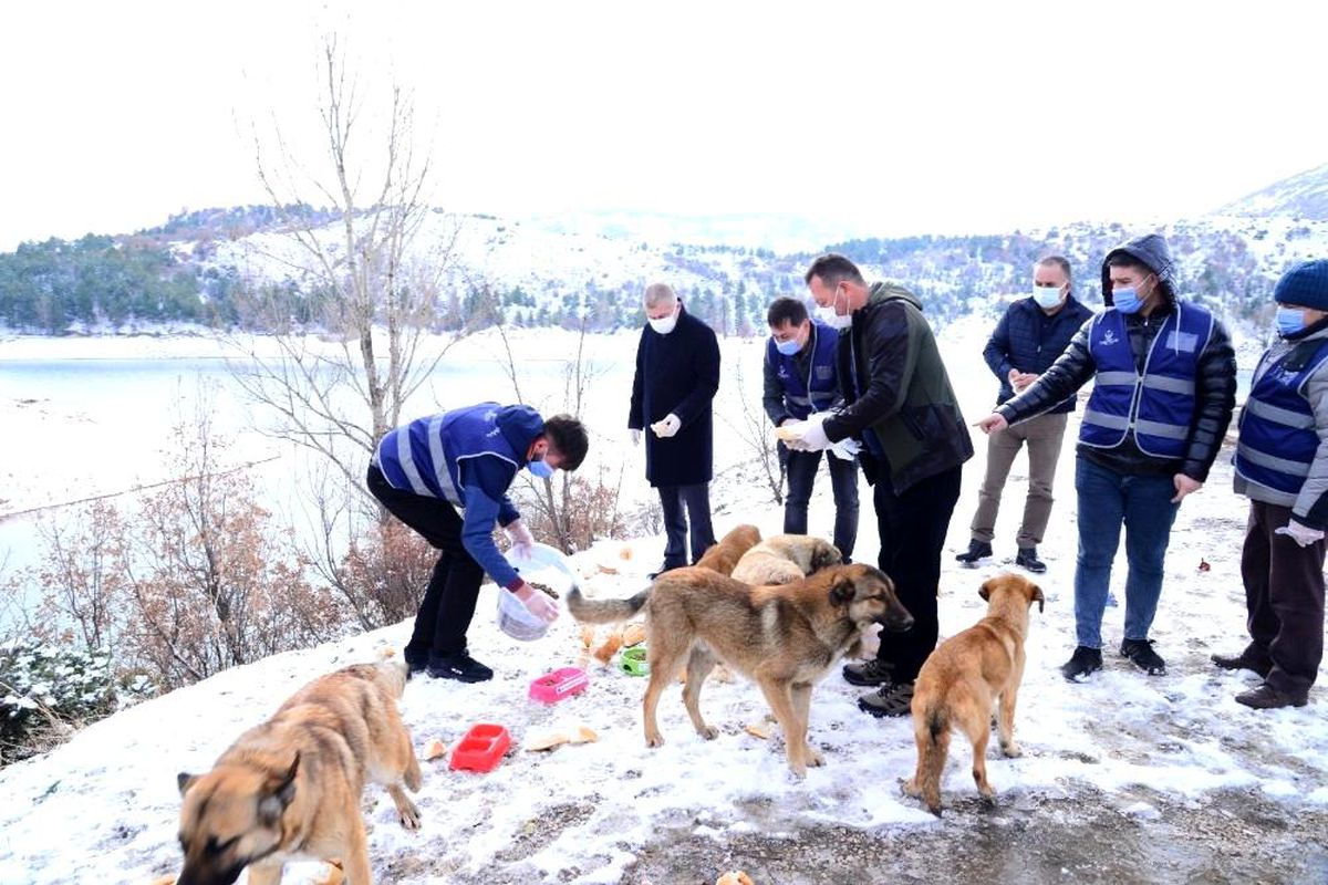 Son dakika haberleri | Kahramankazan\'da sokak hayvanları ihmal edilmiyor