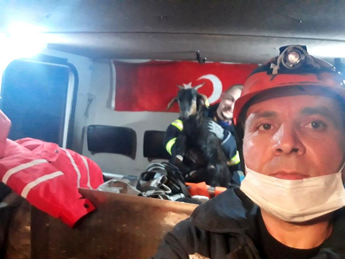 Kayalıklarda mahsur kalan 5 keçiyi itfaiye kurtardı