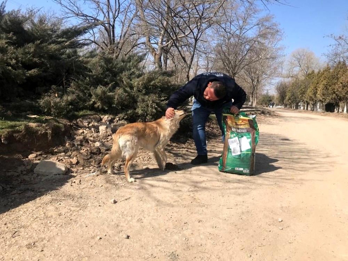 Kırıkkale Belediyesi, 14 bin sokak hayvanının sağlık sorunuyla ilgilendi