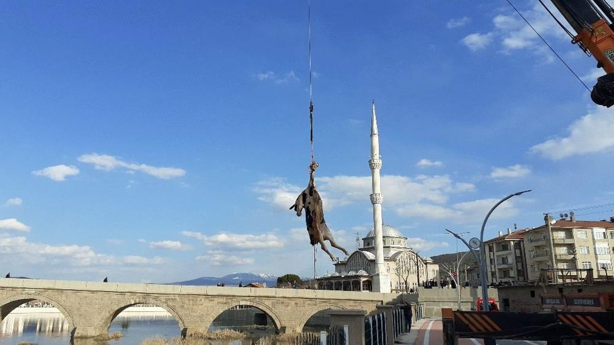Kızılırmak\'a düşen büyükbaş hayvan vinç yardımı ile çıkarıldı
