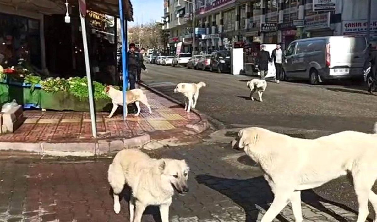 Siirt\'te grup halinde gezen başıboş köpekler vatandaşları korkutuyor