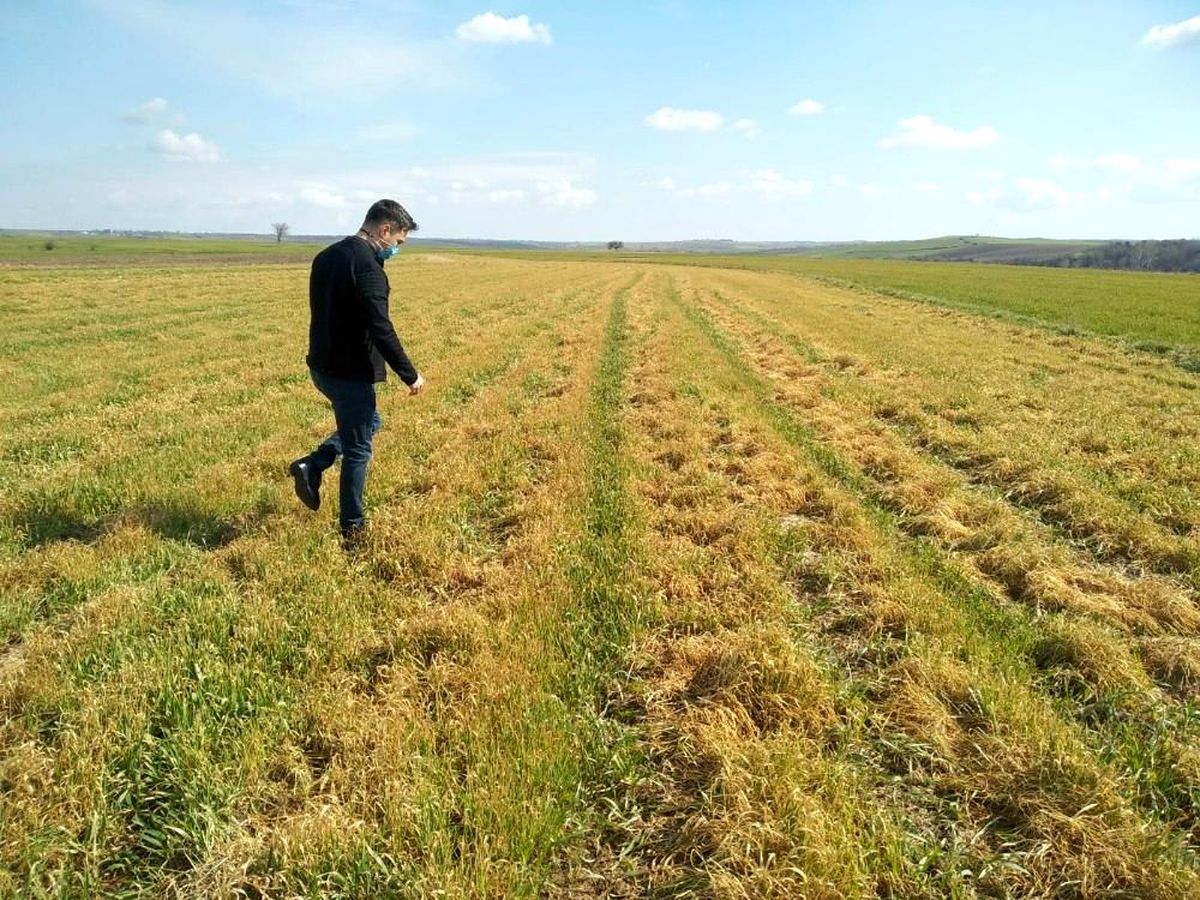 Tekirdağ\'da buğdaydaki soğuk zararı araştırıldı: Çeşit, gübre ve zaman