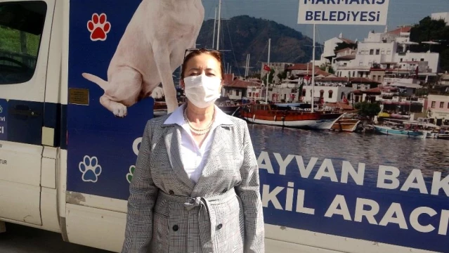 Yaralı Yılkı atına Marmaris Belediyesi sahip çıktı