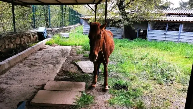 Yaralı Yılkı atına Marmaris Belediyesi sahip çıktı