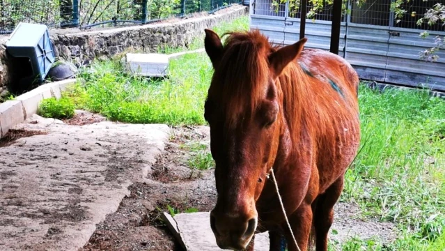 Yaralı Yılkı atına Marmaris Belediyesi sahip çıktı
