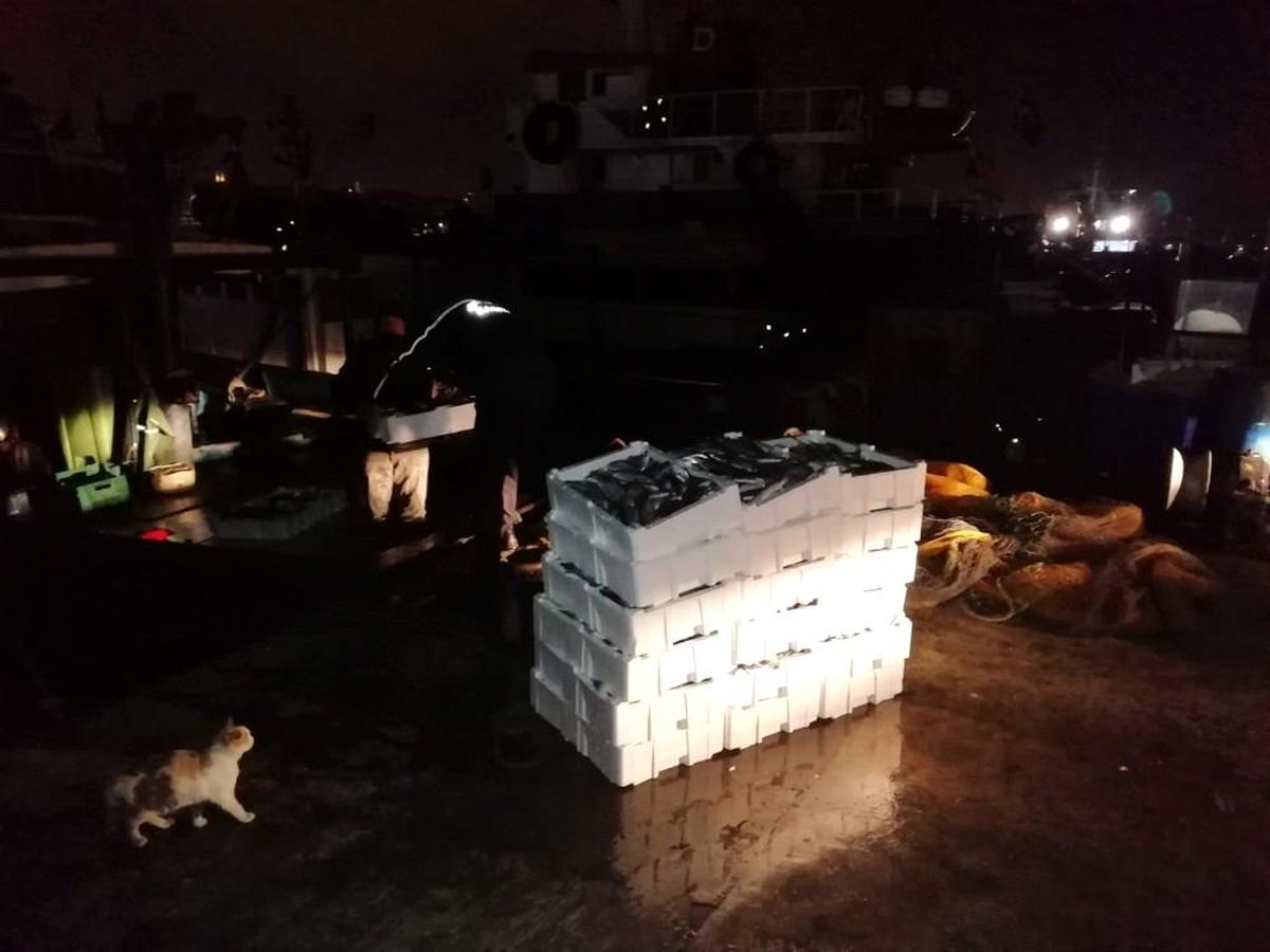 Yenikapı\'da su ürünleri denetiminde 25 kasa lüfere el konuldu