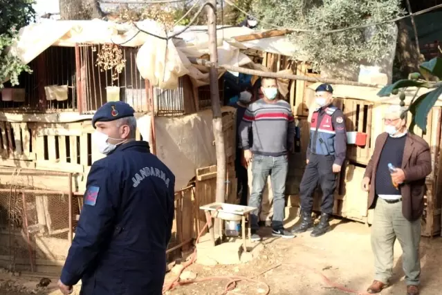 Son dakika haberleri | Antalya'da horoz dövüşü baskını: 22 gözaltı