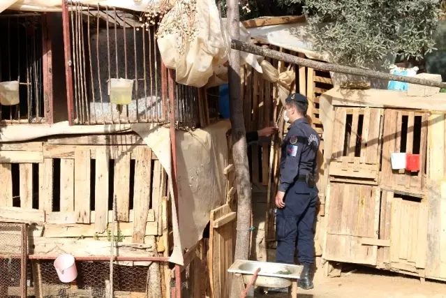 Son dakika haberleri | Antalya'da horoz dövüşü baskını: 22 gözaltı