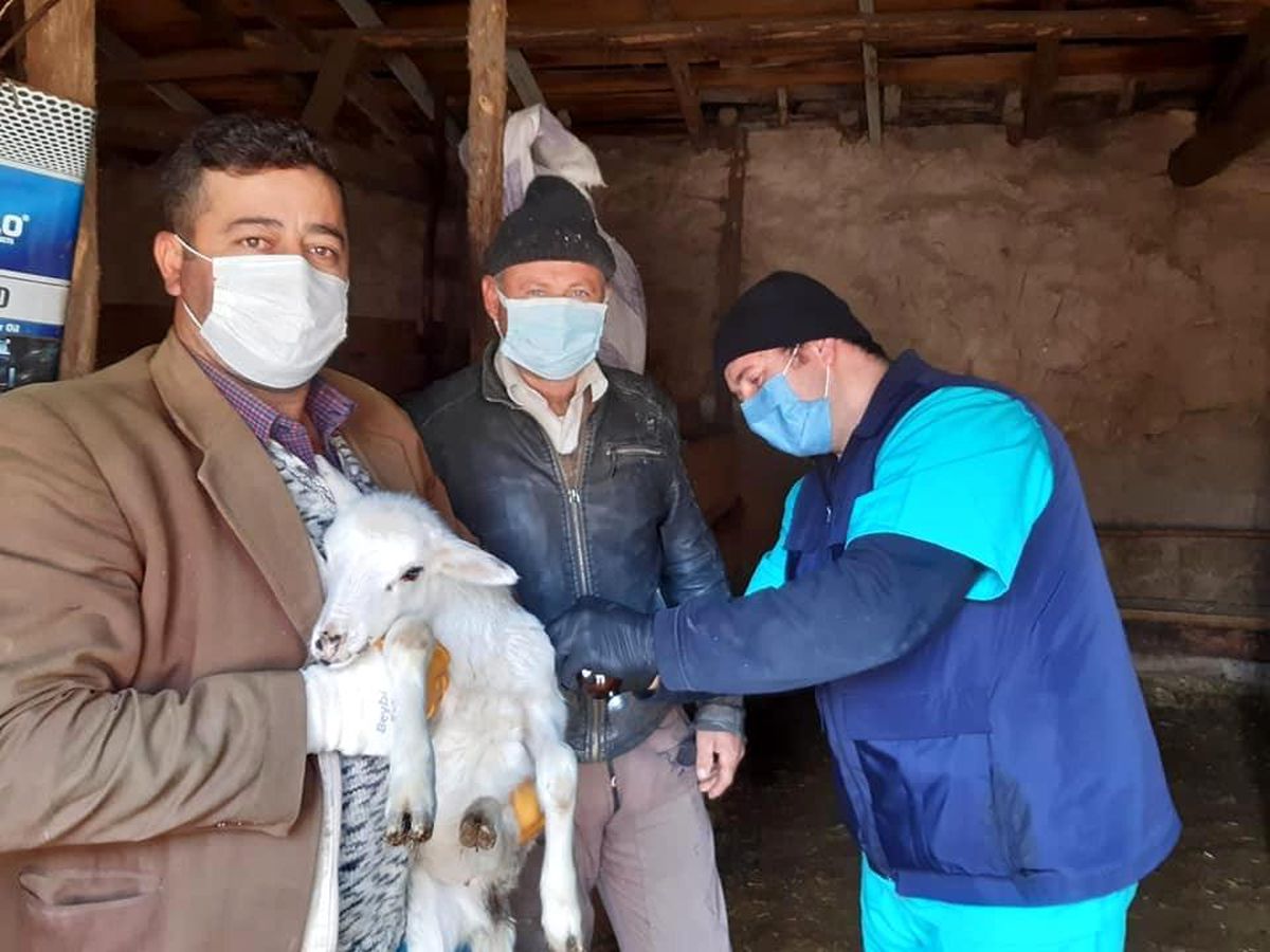 Aslanapa\'da koyun ve keçi çiçeği hastalığı ile mücadele