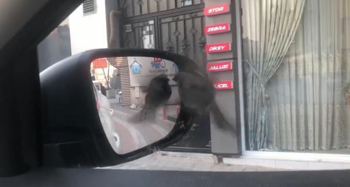 Aynada kendisini gören serçenin tepkisi sosyal medyada beğeni topladı