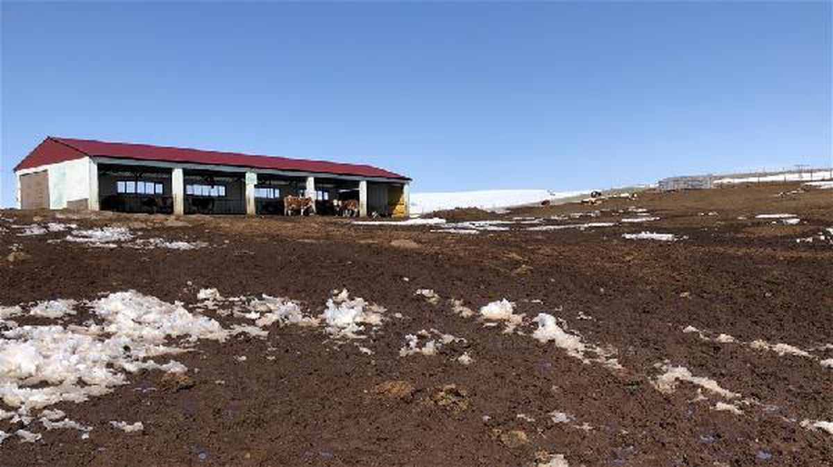 KARS Dondurucu soğukta, yarı açık ahır sistemi