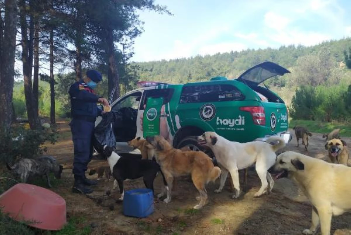 Jandarma\'dan sokak hayvanlarına yardım eli