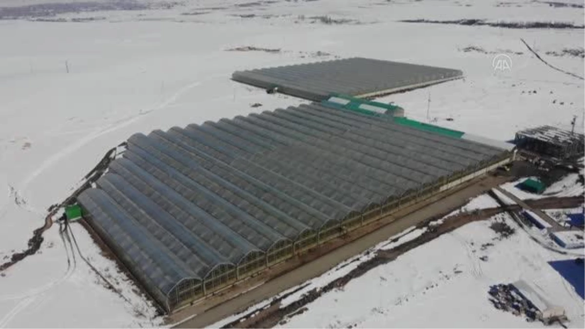 "Kış kenti"nde termal suyla ısıtılan serada yılda 1700 ton domates üretiliyor