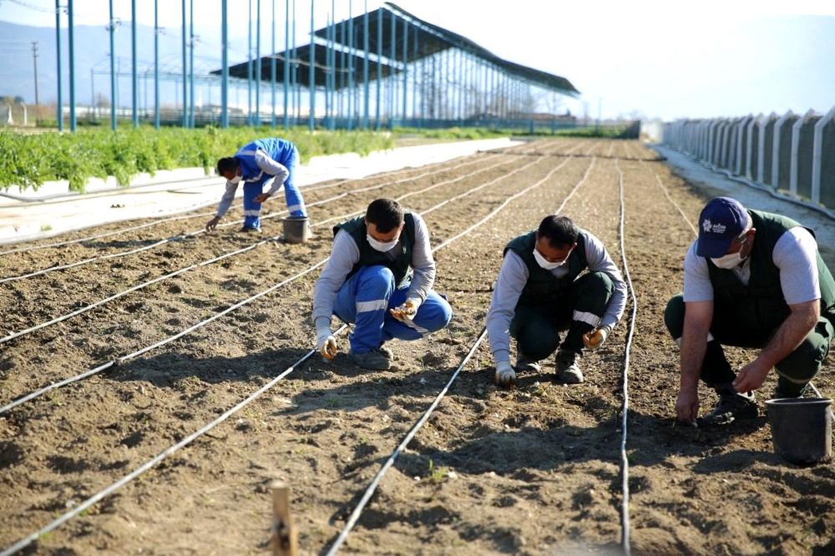 Taşköprü sarımsağı Aydın Büyükşehir Belediyesi\'nin \'Aydın Çiftçi Merkezi\'nde hayat buluyor