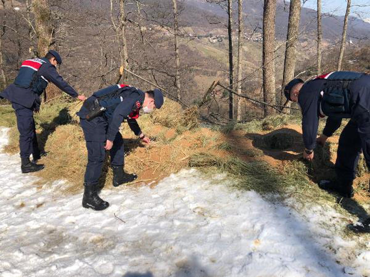 Trabzon\'da jandarma, yaban hayvanlarını unutmuyor