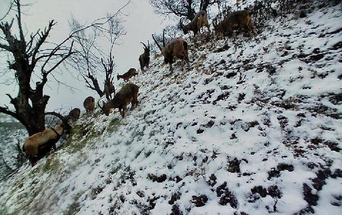 Yaban keçilerinin beslenme anı fotokapanda