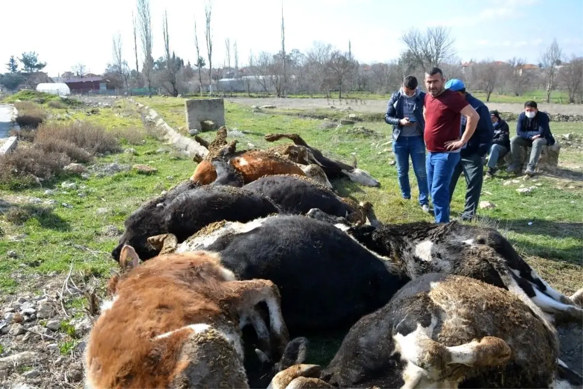 9 büyükbaş hayvanı telef olan vatandaşa büyükşehirden 3 gebe inek