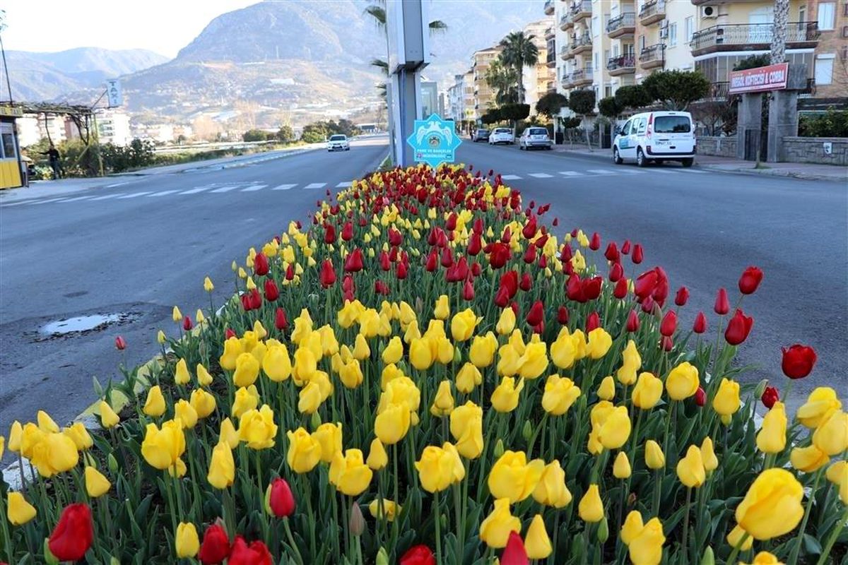 Alanya\'da baharın müjdecisi çiçekler açtı