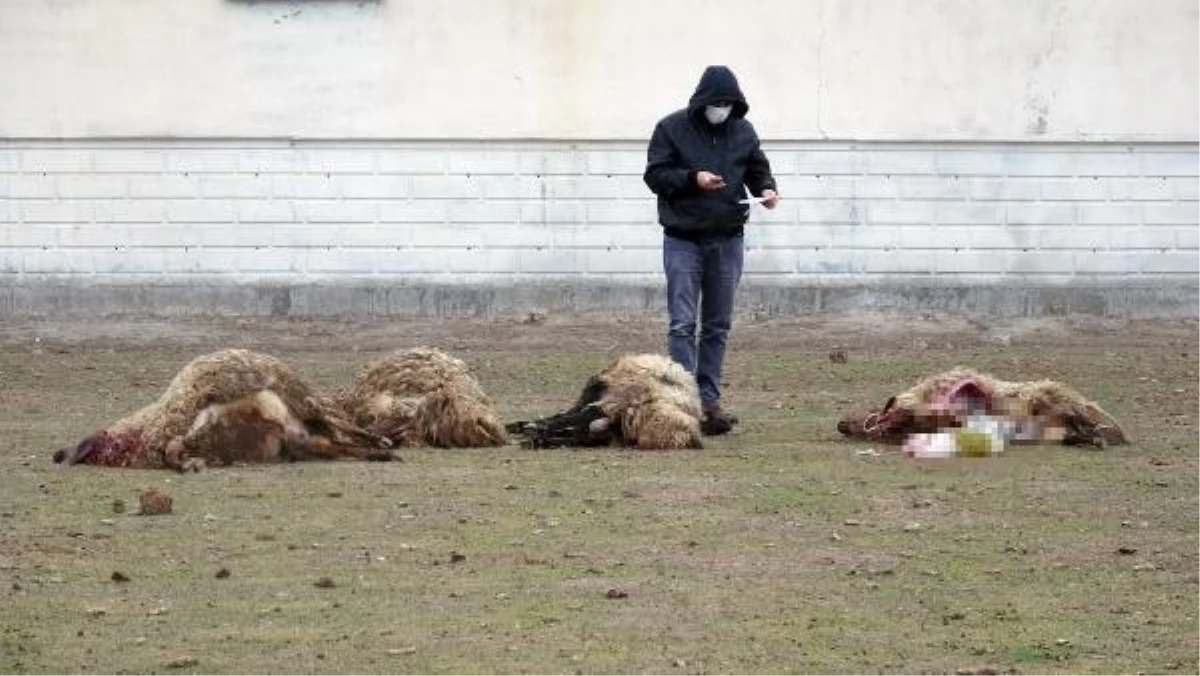 Arazide otlarken ölen 26 koyun için çifte inceleme