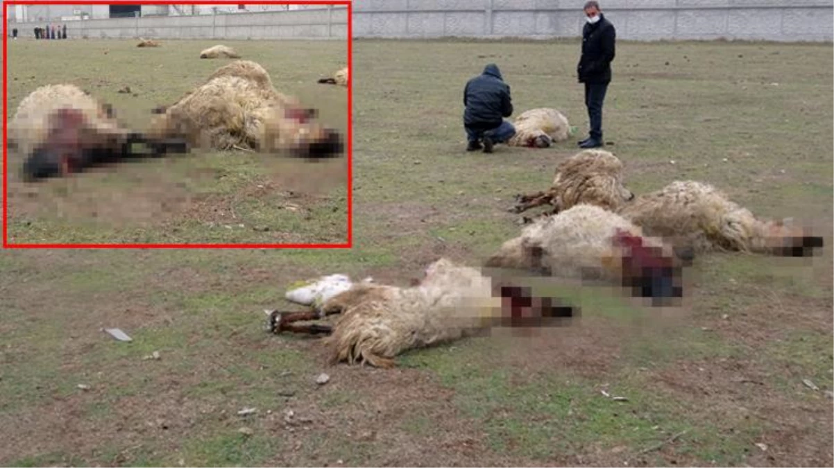 Arazide otlayan 29 koyun öldü! Çoban konuştu: Titreyerek yere yığıldılar, karınları şişip yarıldı