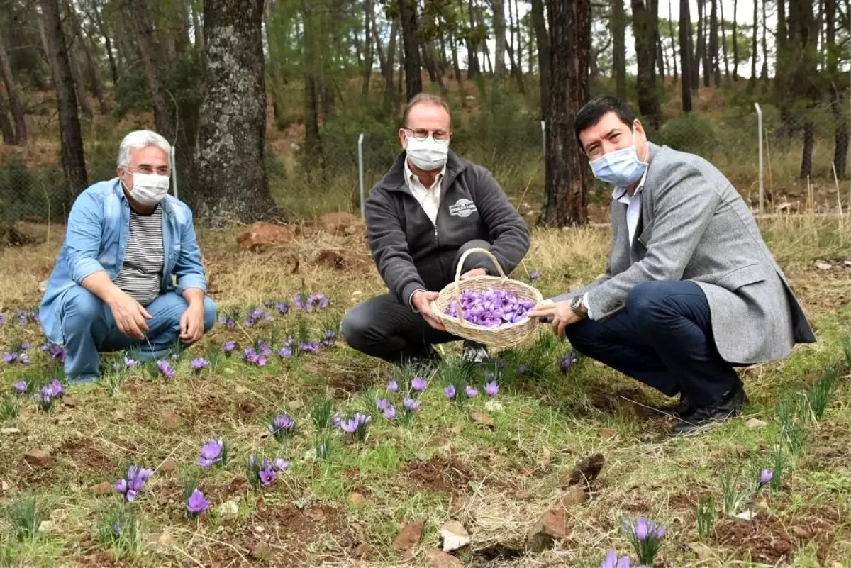 Barış Saylak; "Muğla endemik bitki zengini"