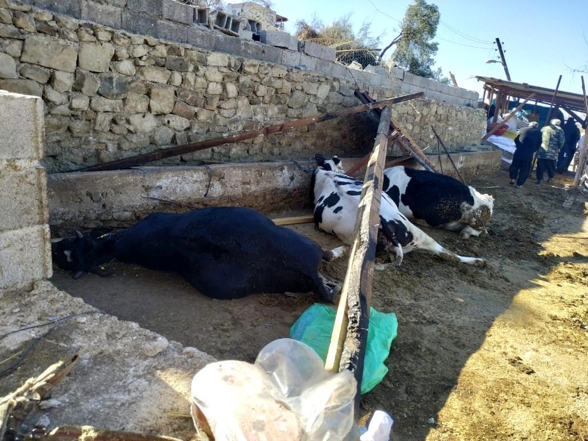 Fırtınada ahırın çatısı çöktü 3 inek telef oldu