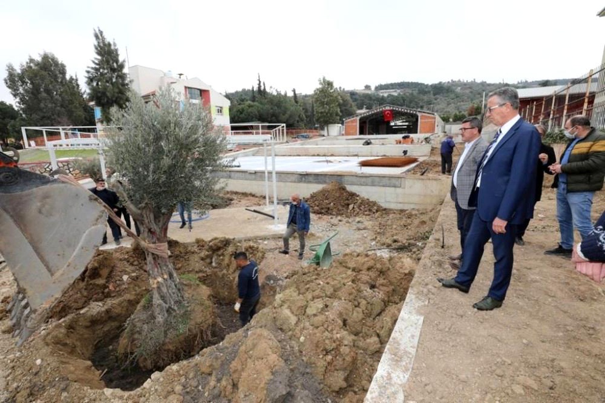 Gaziemir\'de zeytin ağaçlarına ikinci yaşam