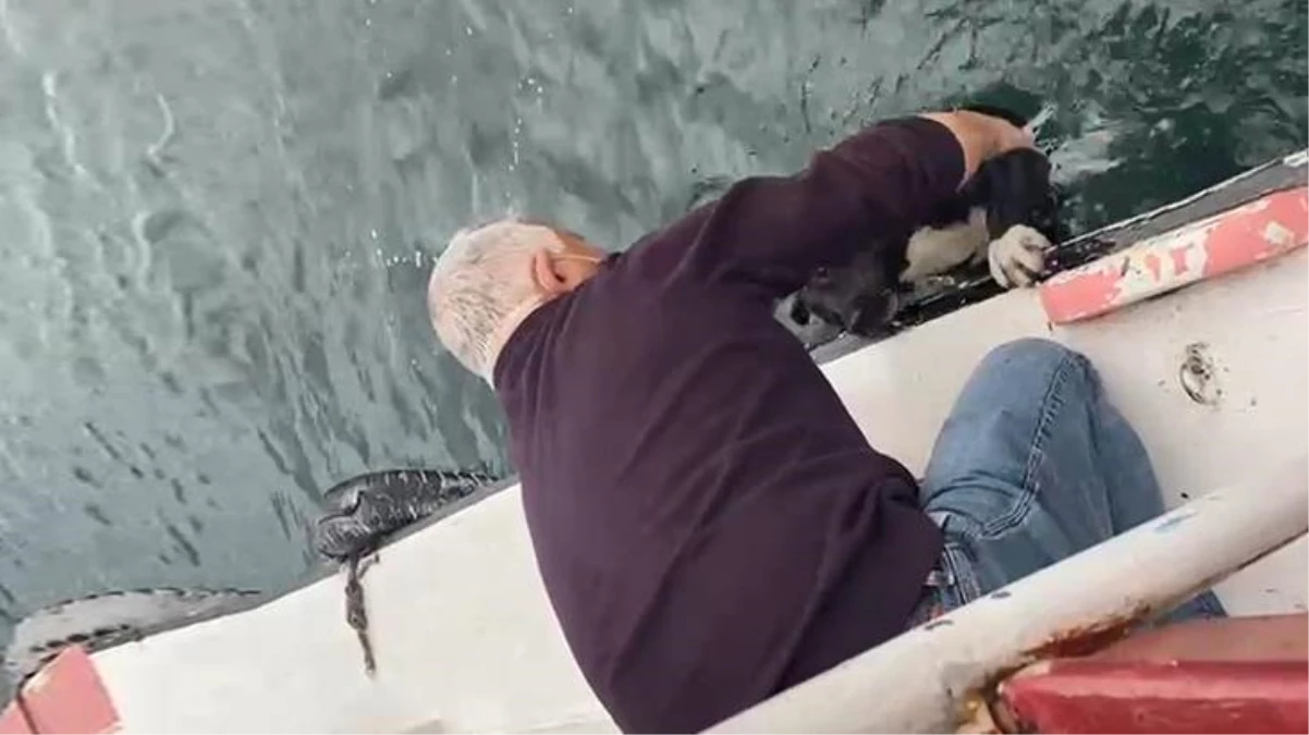 Haliç\'te daha önce intihar girişiminde bulunan 2 kişiyi kurtaran kaptan, bu defa da denize düşen köpeği kurtardı