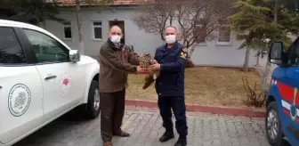 Son dakika haberi | Jandarmanın yaralı bulduğu, nesli tükenmekte olan puhuya tedavi