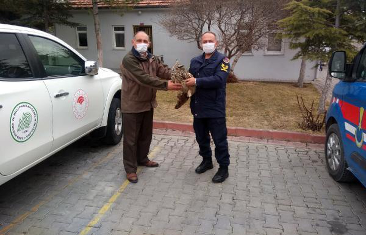 Son dakika haberi | Jandarmanın yaralı bulduğu, nesli tükenmekte olan puhuya tedavi