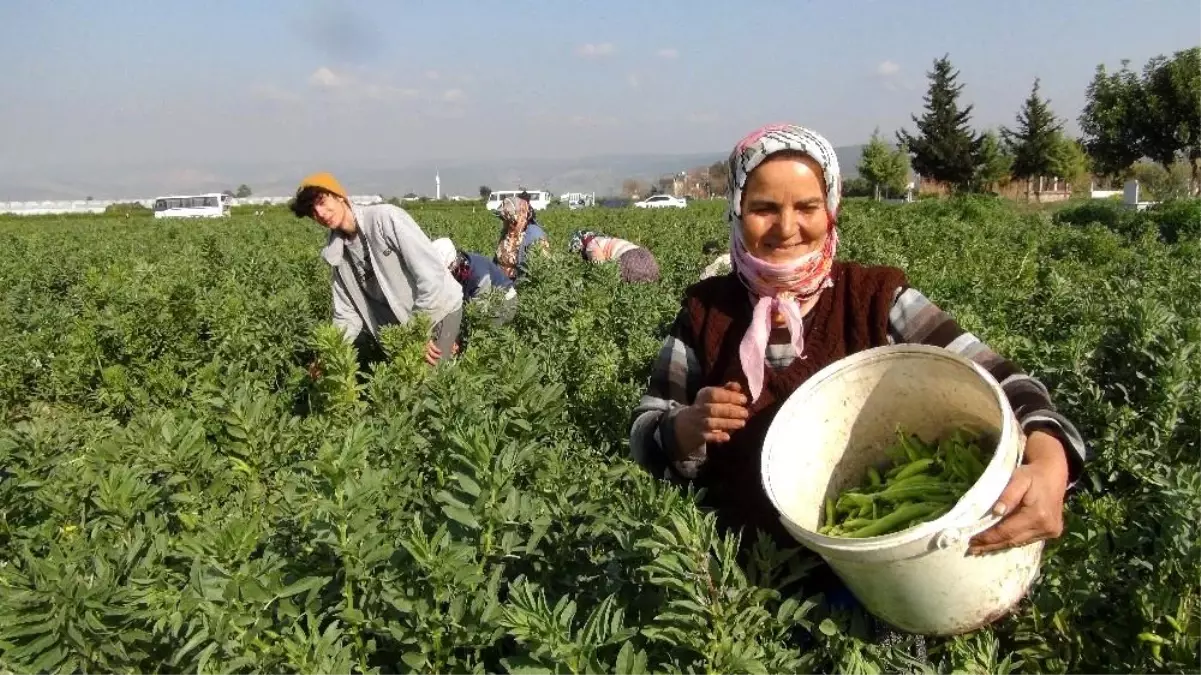 Mersin\'den Irak\'a ihraç edilen baklada hasat sona erdi