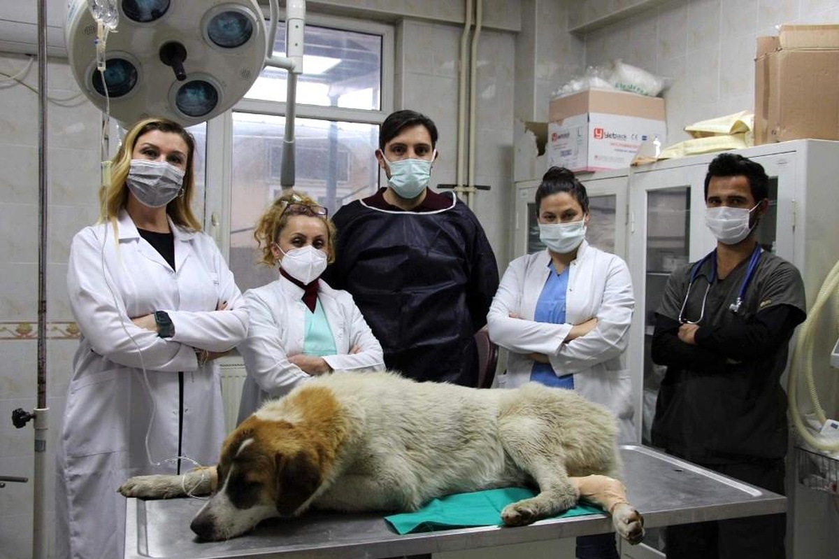 Otomobilin çarptığı köpeği hayata döndürdüler