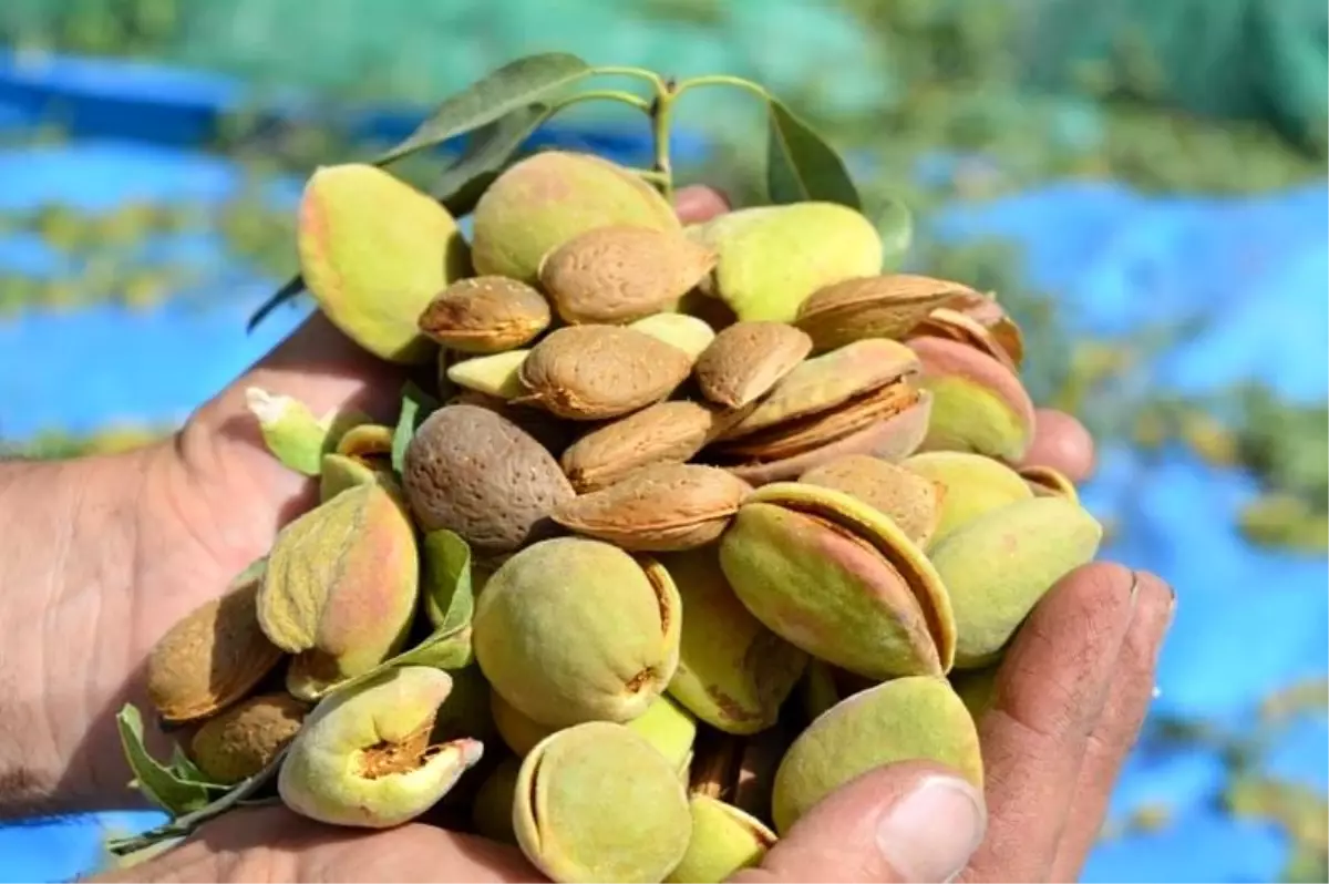 Pandemi döneminde badem yetiştiriciliği eğitimi