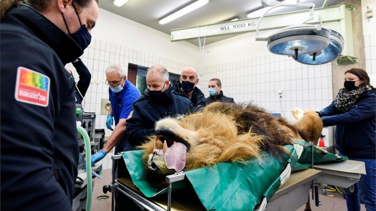 Thor: Hollanda\'da beş yavrusu olan aslana vasektomi yapıldı