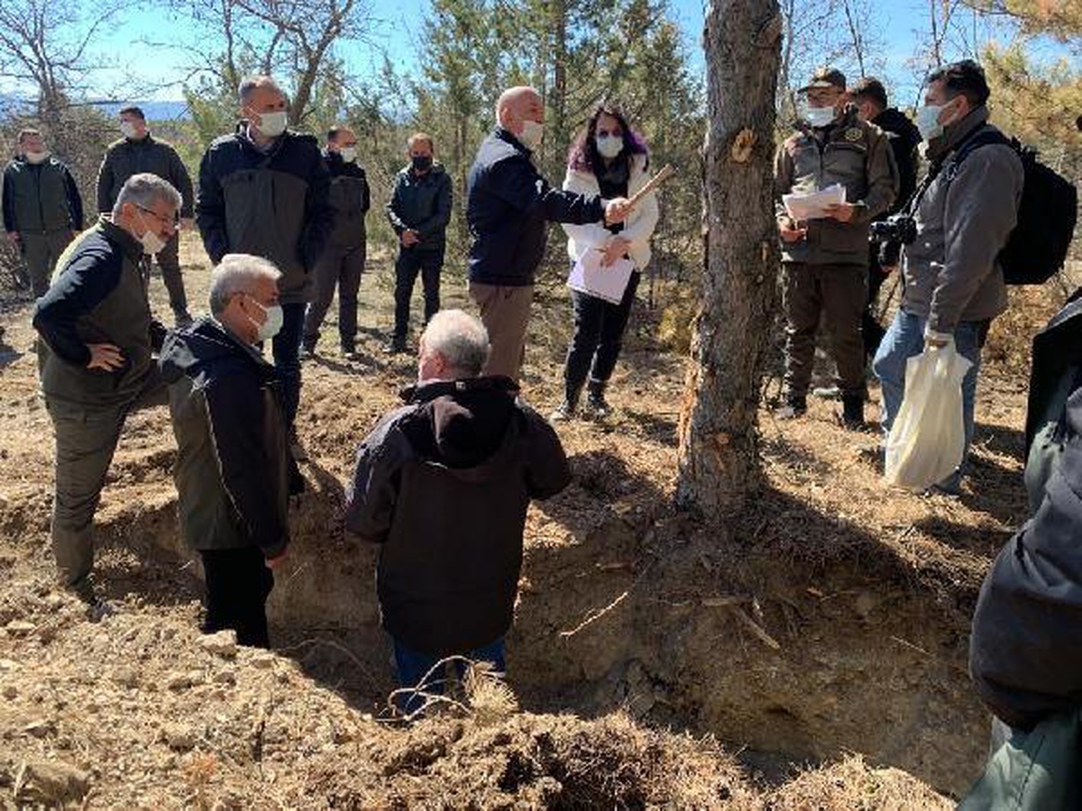 Tosya\'da yaşanan ağaç kurulukları, uzman ekiplerce araştırılacak