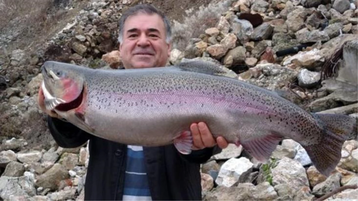 Türkiye ve Avrupa\'nın en büyük alabalığı Elazığ\'da olta ile yakalandı, tam 115 santim