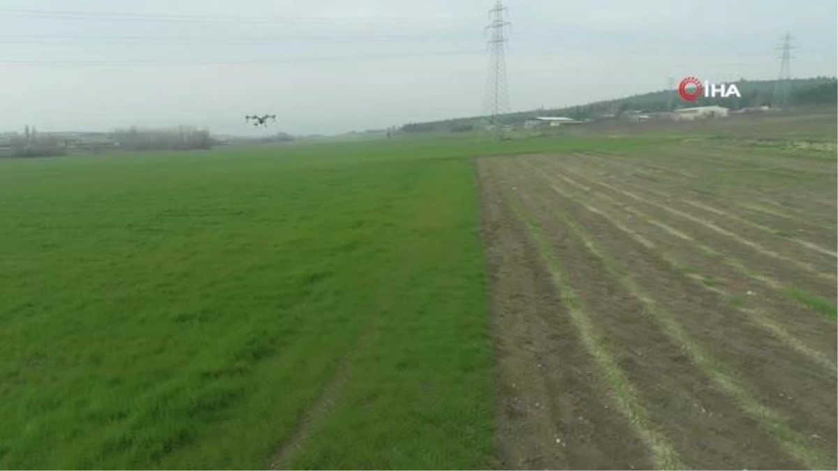 Üniversitenin buğdayları drone ile ilaçlandı