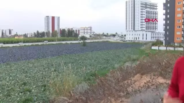 ADANA Yol kenarındaki arazilerde üretilen 'tarımsal' gıdalardaki tehlike