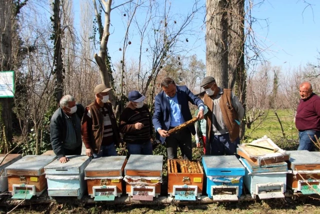 Arılar çiçekle buluştu, yetiştiriciyi ilaçlama korkusu sardı