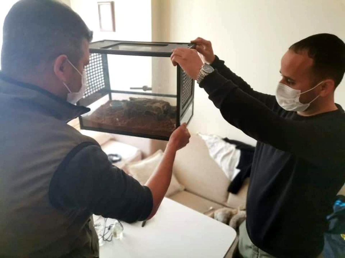Son Dakika | Aydın\'da bir eve düzenlenen operasyonda Mısır yılanı ve trantula ele geçirildi