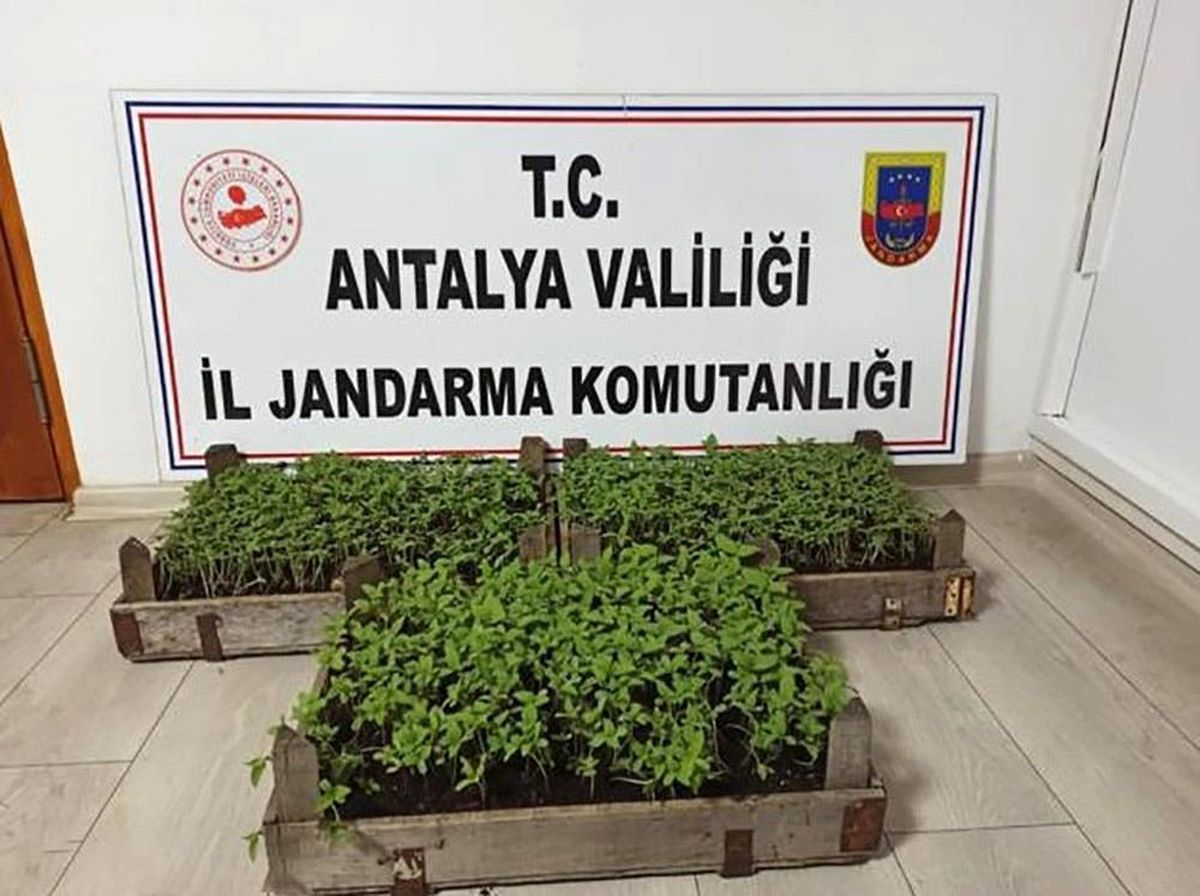 Bakla tarlasında bin 569 kök kenevir ele geçirildi