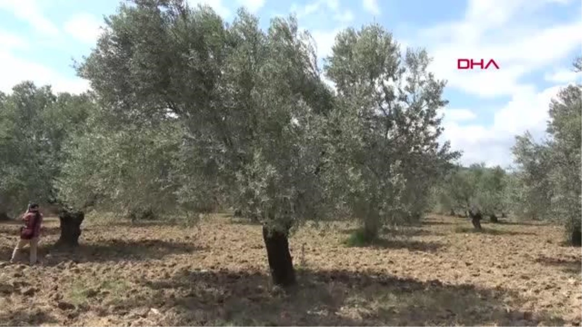 BALIKESİR Zeytin yeterli soğuk almadı, üretici de ürün endişesi başladı