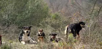 Çiğ etle beslenen köpekler mahallede tehlike saçıyor
