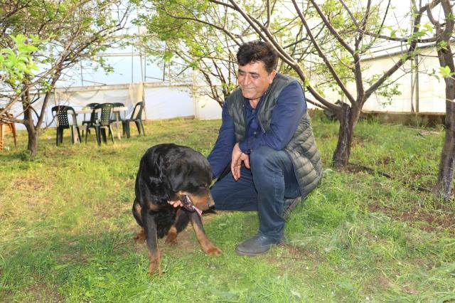 Fiyatı altınla yarışan erik hırsızların hedefi olunca seralar köpeklere emanet edildi